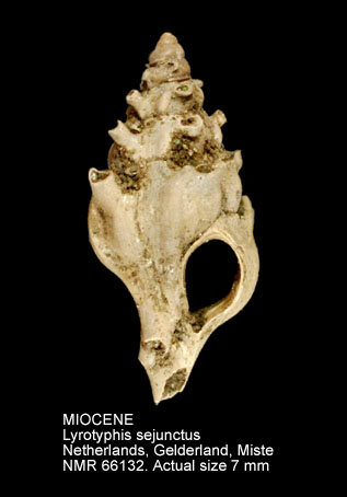 MIOCENE Lyrotyphis sejunctus.jpg - MIOCENE Lyrotyphis sejunctus (Semper,1861)